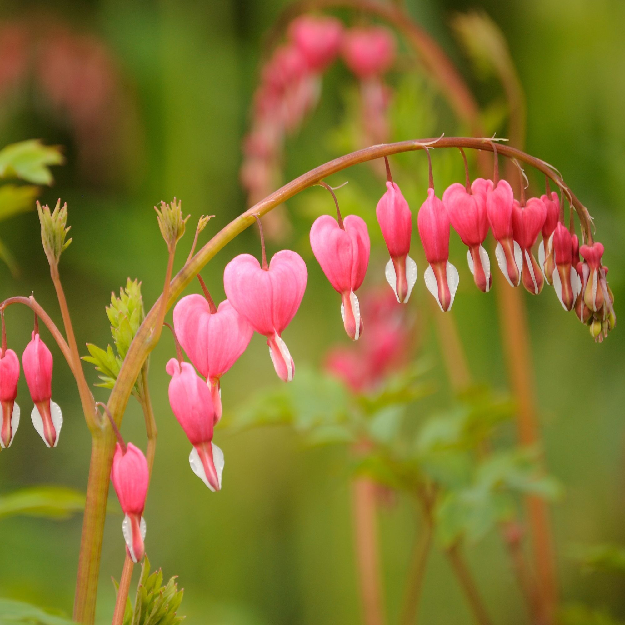 shade-loving dicentra