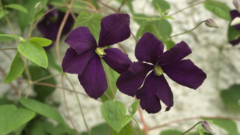 Purple-flowering Clematis viticella (Étoile Violette). Photograph: Richard Johnston