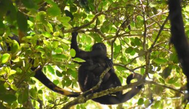 Mantled howler monkeys