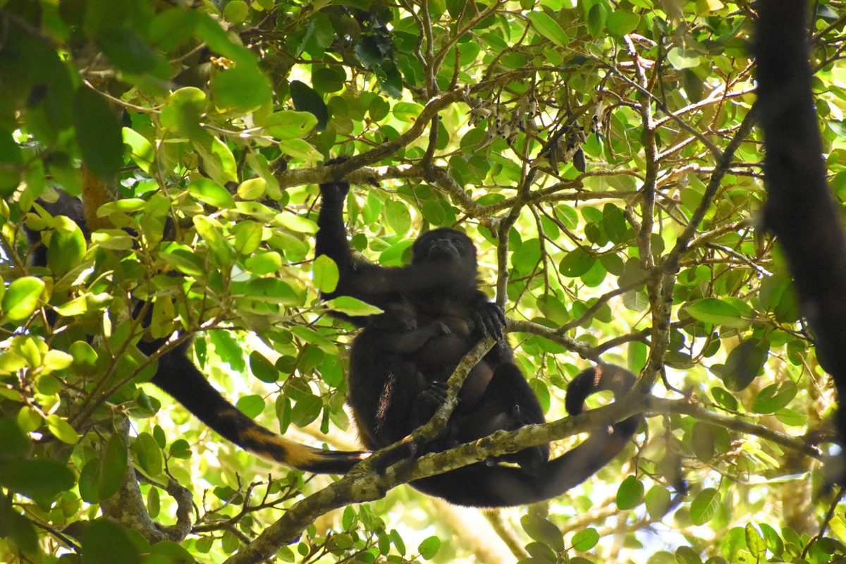 Mantled howler monkeys