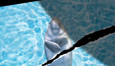 Marine Animals in the Strait of Hormuz Don’t Get a Ceasefire