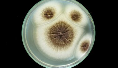 Mars missions face new contamination risk from hardy fungus