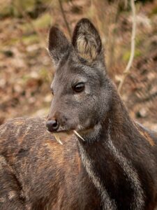 Moschus moschiferus in Plzen zoo 12