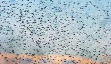 Iceland Just Got its First Mosquitoes. Scientists Aren't Ready for What Comes Next