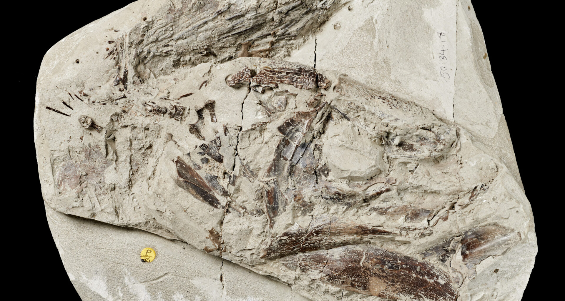 150-Year-Old Specimen Unveils Ancient Fish Evolution