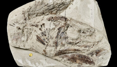 150-Year-Old Specimen Unveils Ancient Fish Evolution