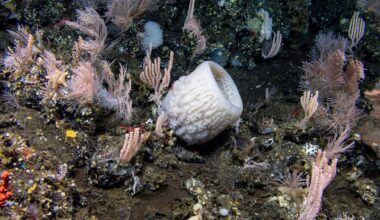 Billion-dollar mining merger targets ocean's most biodiverse stretch