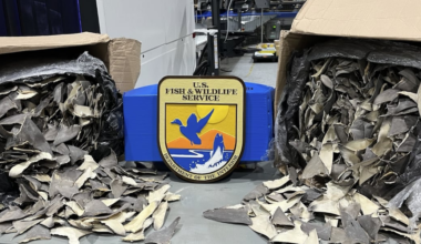 Authorities seize 50,000 dried shark fins at US ports, valued at more than $1 million