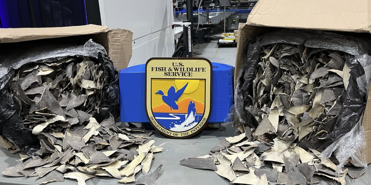 Authorities seize 50,000 dried shark fins at US ports, valued at more than $1 million