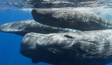 Whale communication has parallels to human speech, study finds