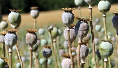 U.S. dentists still prescribe opioids at higher rates globally