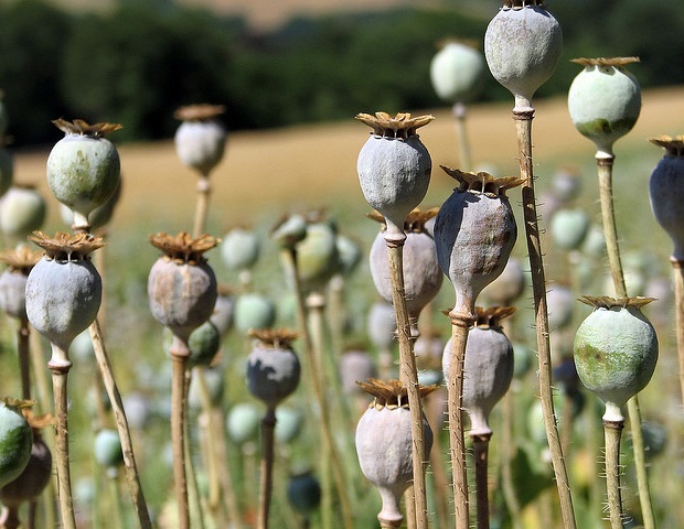 U.S. dentists still prescribe opioids at higher rates globally