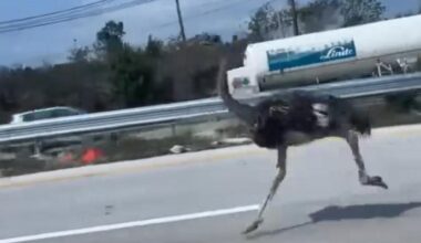 Watch: Ostrich escaped cafe in Thailand, runs nearly 10 miles on highway