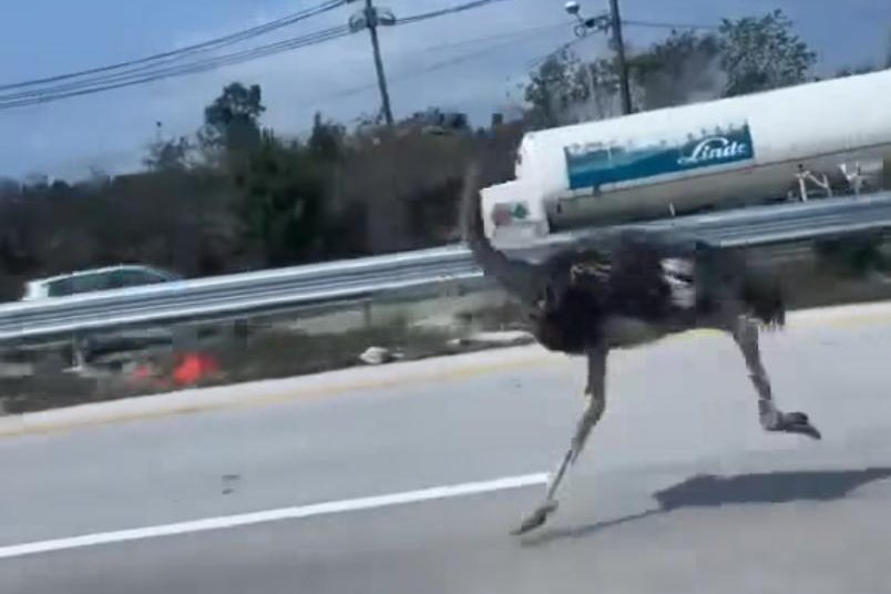 Watch: Ostrich escaped cafe in Thailand, runs nearly 10 miles on highway