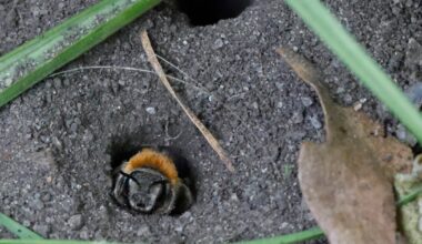Dedicated nature fund needed to save Ireland’s remaining wildlife, advisory body says – The Irish Times