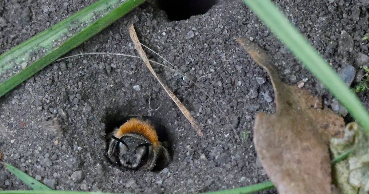 Dedicated nature fund needed to save Ireland’s remaining wildlife, advisory body says – The Irish Times