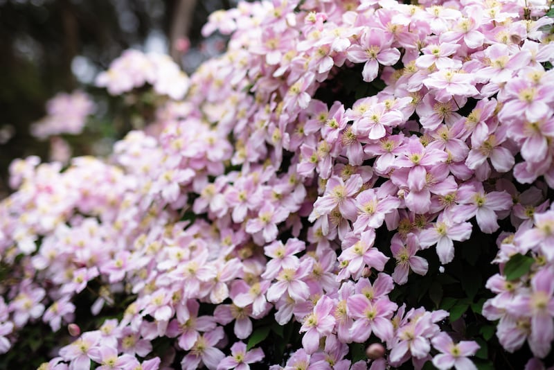 Clematis Montana (Pink Perfection). Photograph: Getty Images/iStockphoto