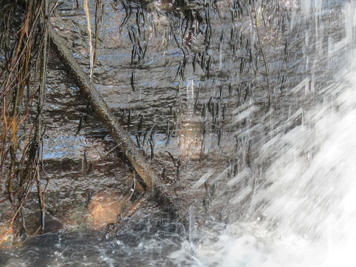 Parakneria climbing Luvilombo Falls