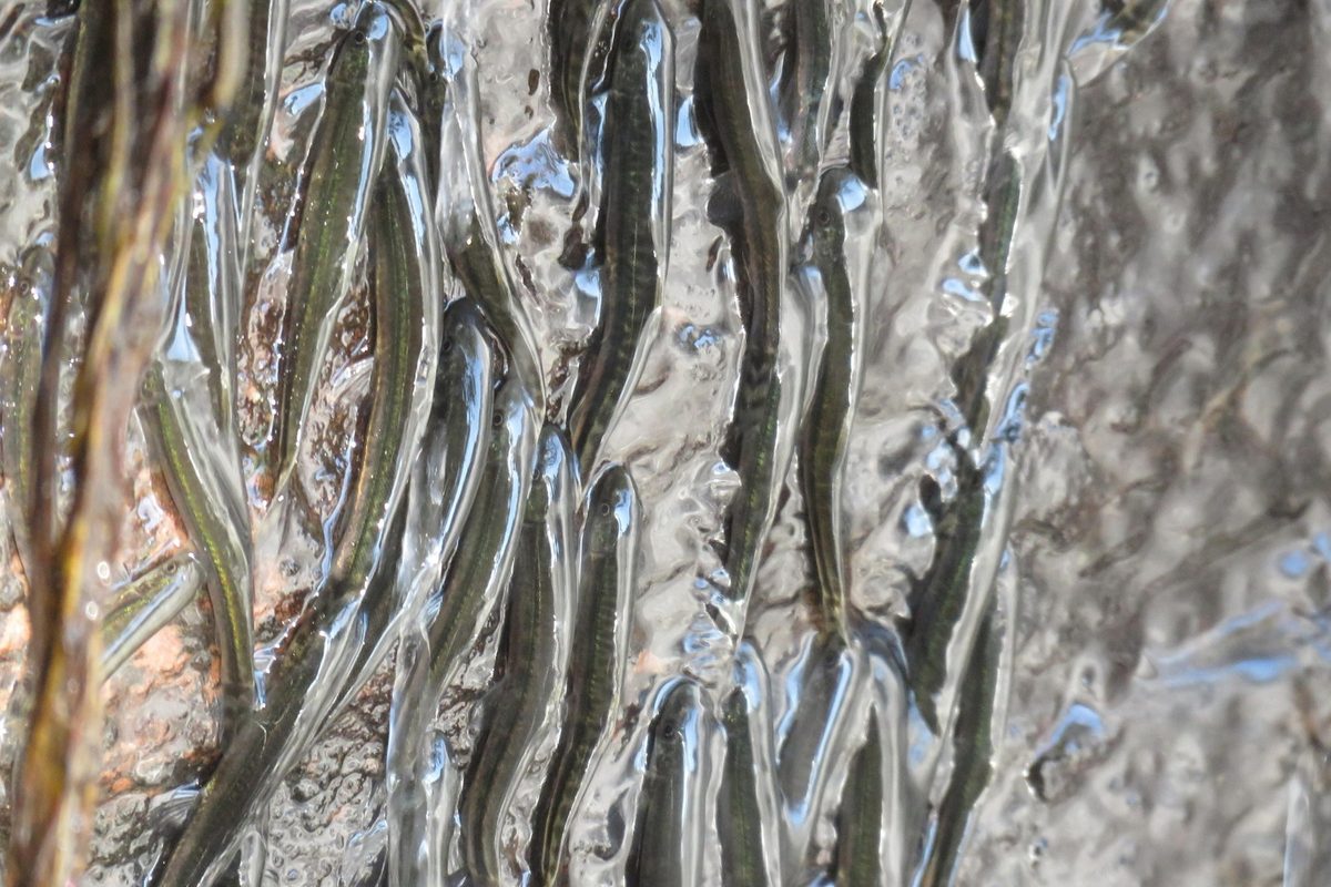 Parakneria climbing Luvilombo Falls