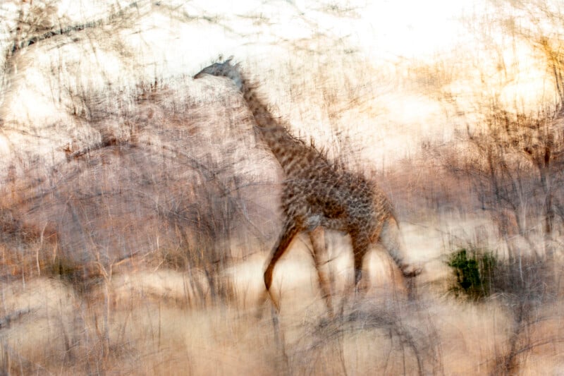 A blurred image of a giraffe walking through a dry, grassy landscape with trees, creating an abstract, dreamlike effect. The colors are soft browns, yellows, and whites, blending together.