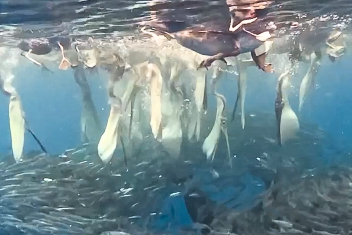 Pelicans and bait ball