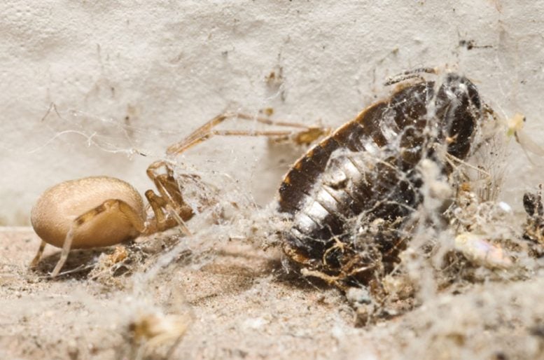 Pikelinia Floydmuraria Attacking a Cockroach on the Web
