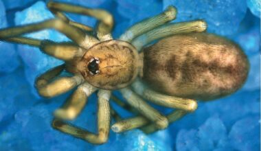 Pikelinia Floydmuraria, Male Paratype