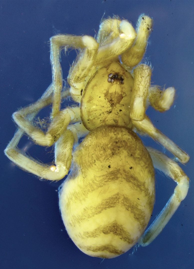 Pikelinia fasciata, Female From Galapagos A. Habitus