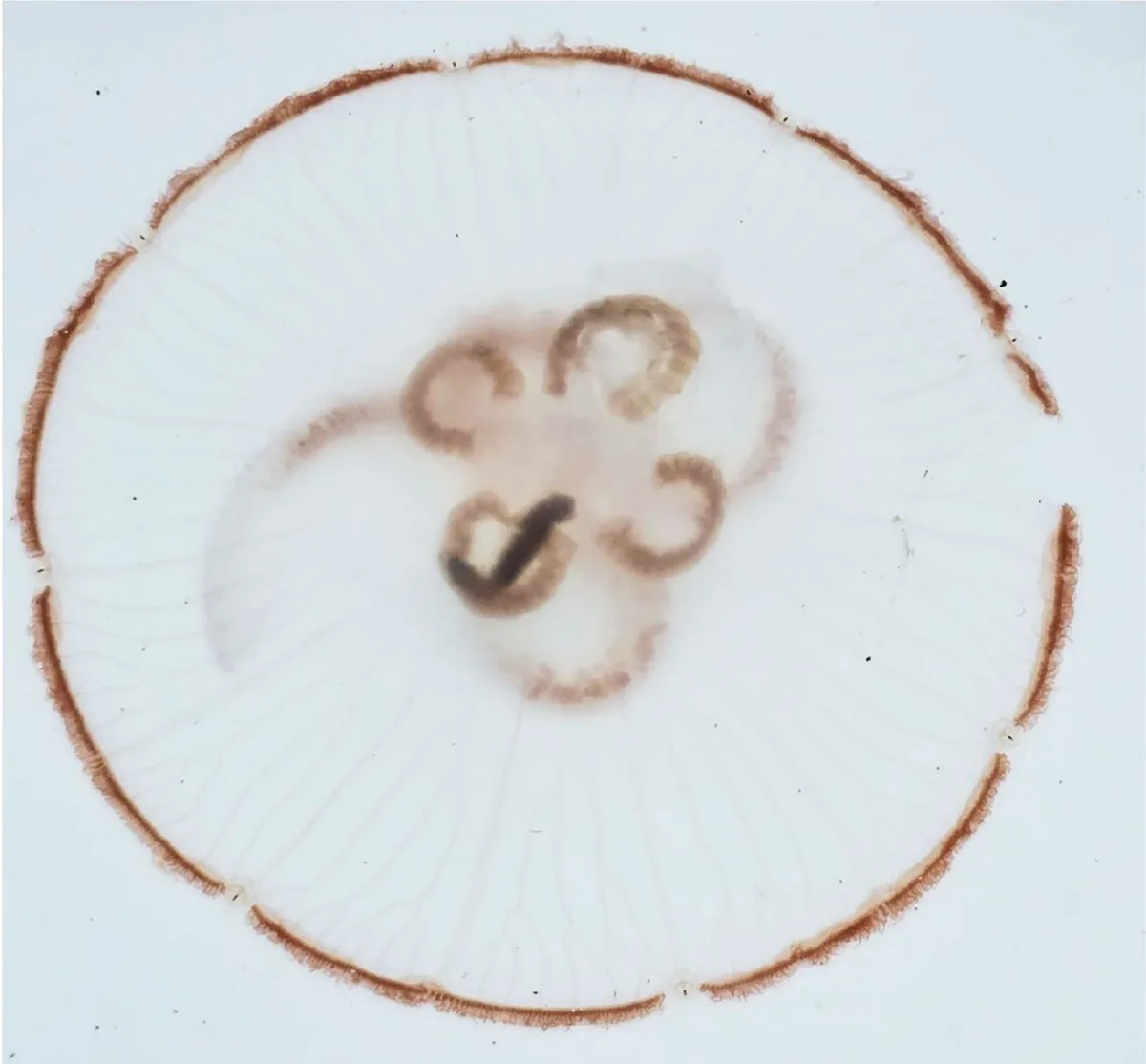 Polychaete inside a jellyfish