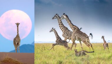 20 Spectacular Giraffe Photos from Remembering Wildlife Competition