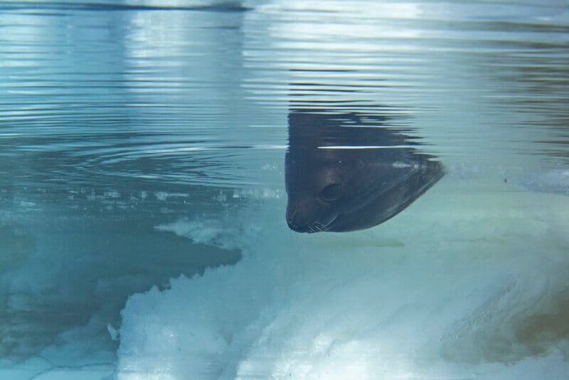 A seal swims just below the icy surface of the water, its head partially above water while its body remains submerged among ice and blue water.