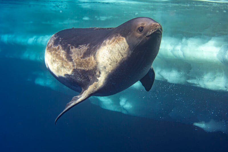 A Weddell seal swims underwater near a sheet of ice, with sunlight filtering through the water, highlighting its smooth, speckled fur and curved body.
