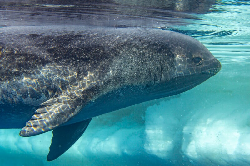 A close-up view of a seal swimming underwater, with sunlight creating shimmering patterns on its dark body and a clear blue background.