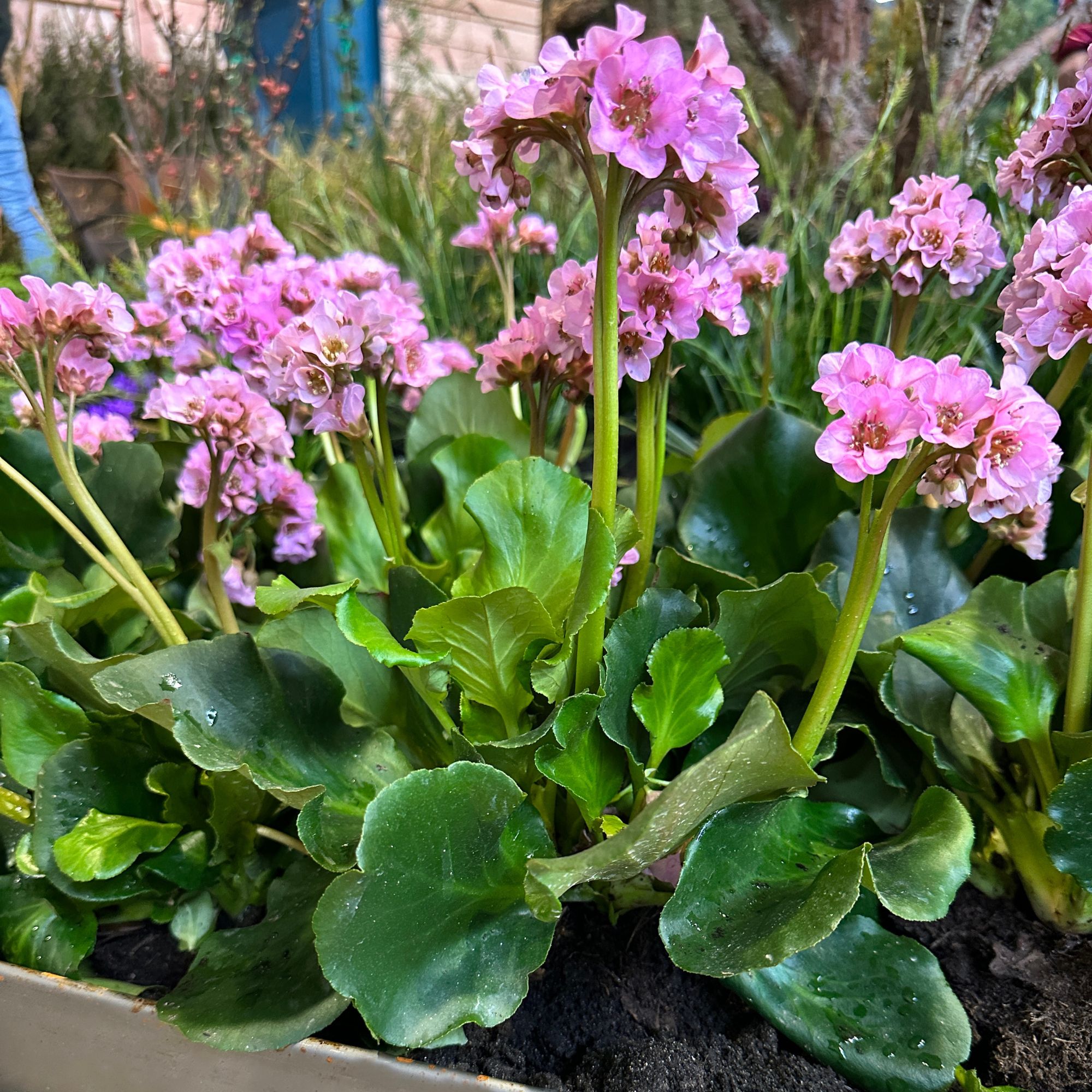 shade-loving bergenia