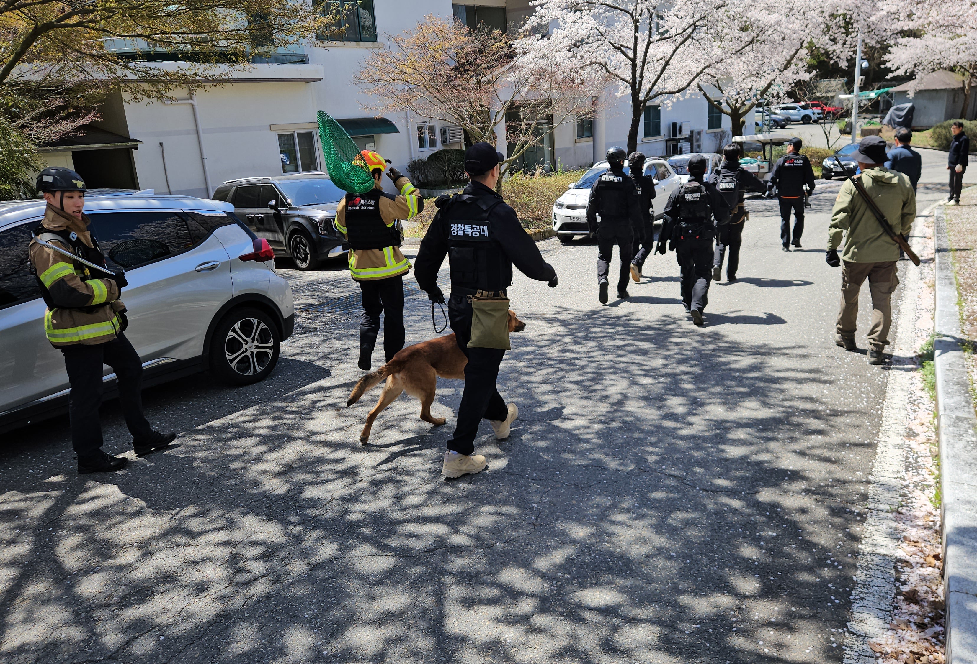 Rescue workers search for a wolf that escaped from a zoo in Daejeon on Wednesday