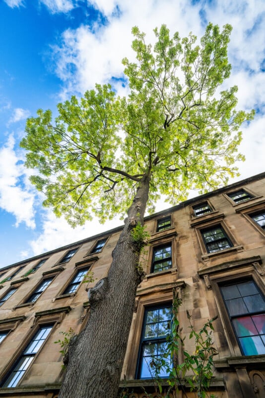 A tall tree with green leaves stands close to a stone building with large windows, viewed from below against a blue sky with scattered clouds.