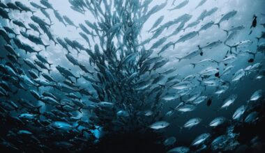 Scientists Have Just Recorded Over 10 Million Fish Devoured In Record Time In The Most Extreme Feeding Event Ever Observed