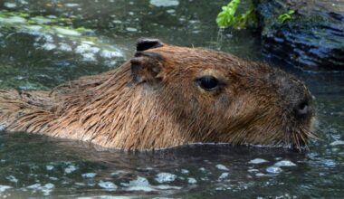 Scientists Identify A 500 Kilogram Giant Rodent That Once Roamed South America Millions Of Years Ago