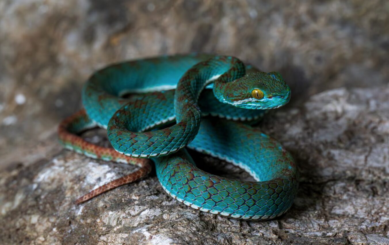 green snake
