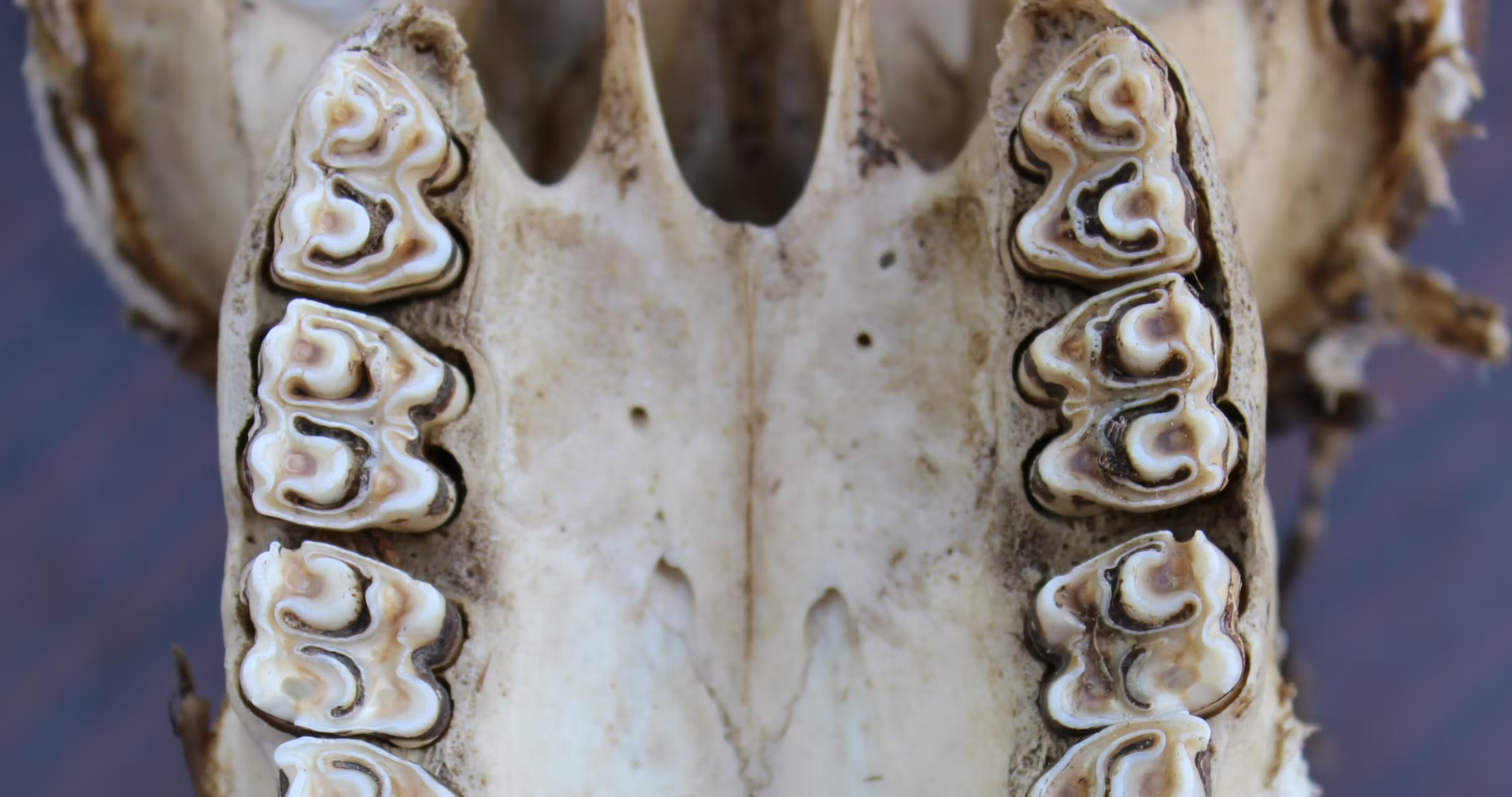 Ancient teeth unlock million-year-old secrets of where early humans evolved