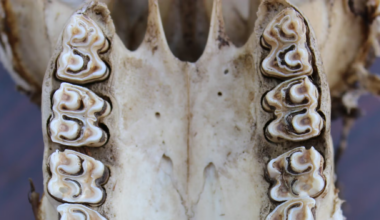 Ancient teeth unlock million-year-old secrets of where early humans evolved