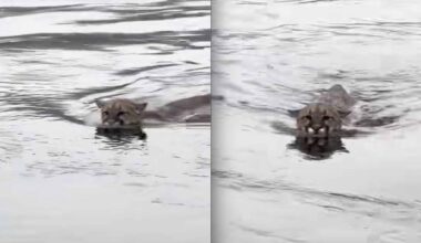 Large Mountain Lion Spotted Swimming Off the Coast of Vancouver Island