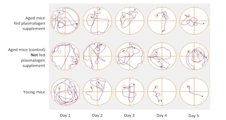 Sea Squirts Improve Learning and Memory in Mice