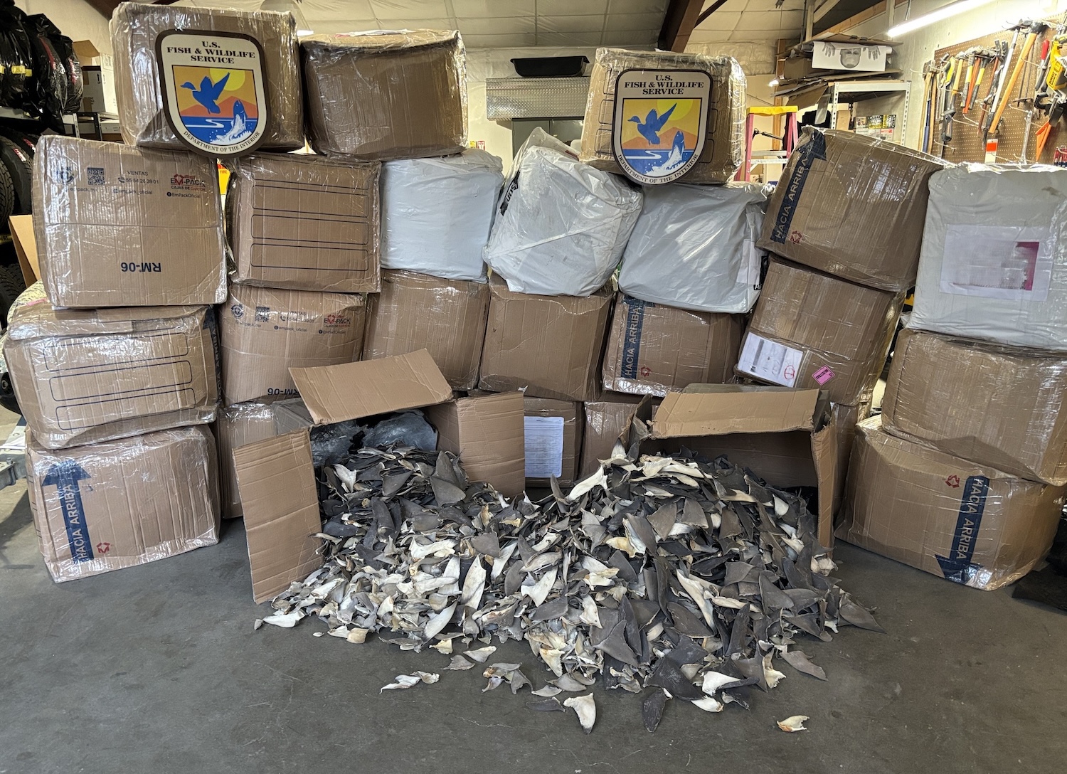 Boxes of seized shark fins in warehouse