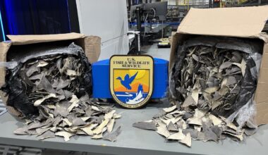 50,000 illegal shark fins found inside fake car part boxes