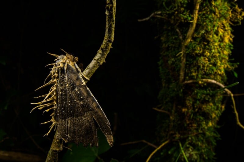 A close-up of a large, dark moth clinging to a twig with yellowish, spiky protrusions on its body. The background is dark with a moss-covered tree trunk visible on the right.