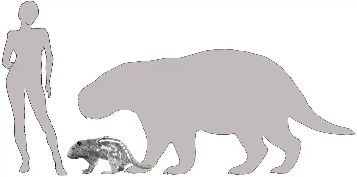 Size Comparison Between A Human Silhouette, A Modern Rodent, And The Extinct Giant Josephoartigasia Monesi