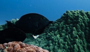 Surgeonfish
