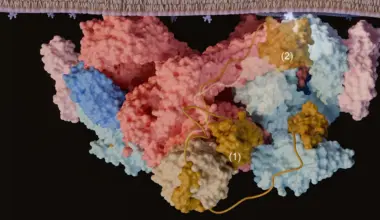 Scientists Discover ‘Molecular Cork’ Controlling Cell Growth