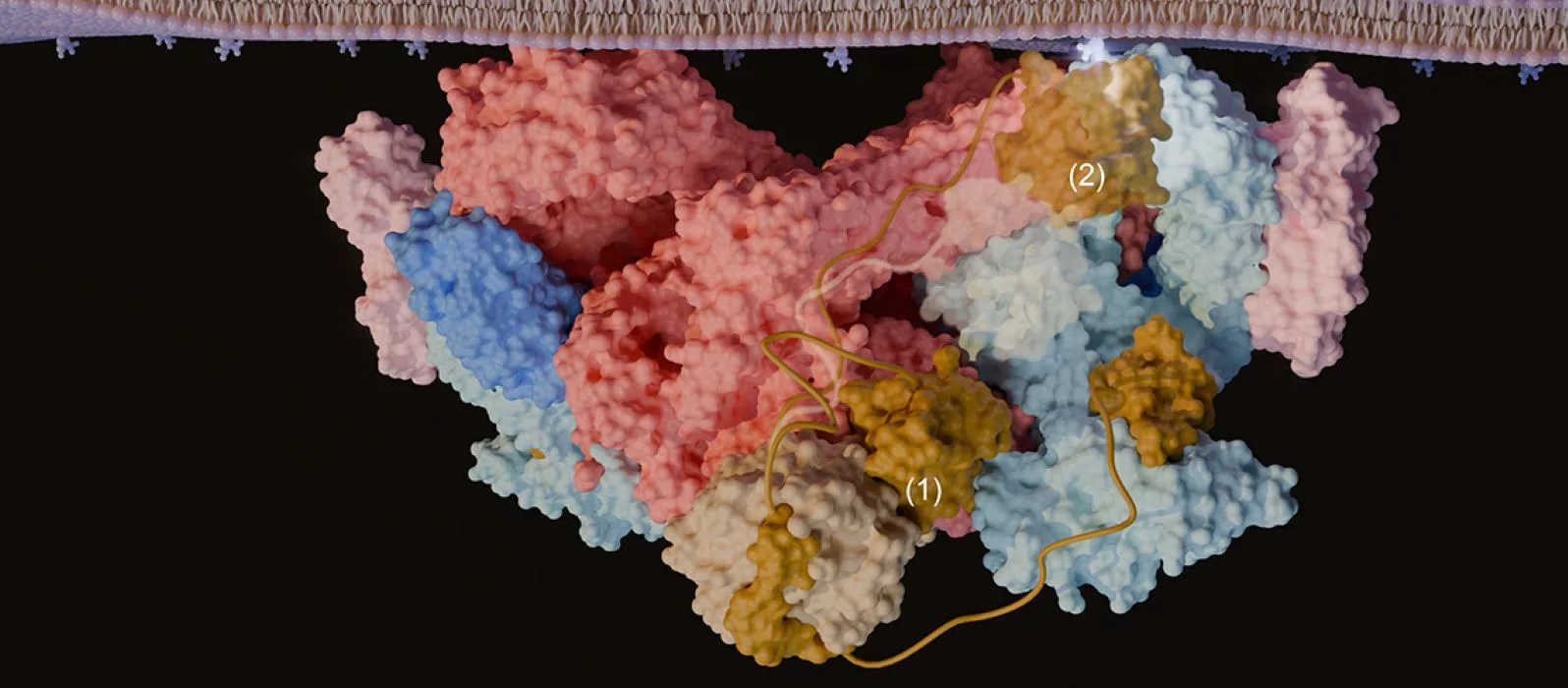 Scientists Discover ‘Molecular Cork’ Controlling Cell Growth
